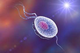 TRICOMONIASIS 
